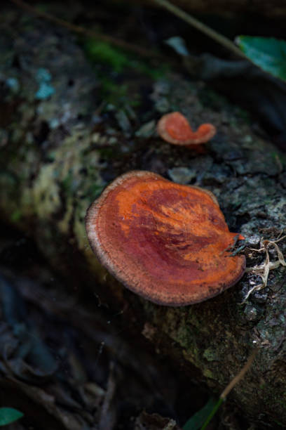 istock Mushroom Family on old tree trunk. Forest seasonal scene. 1197847607