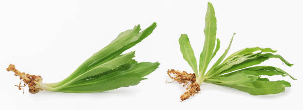istock Culantro or Sawtooth Coriander isolated on white background 1197851522