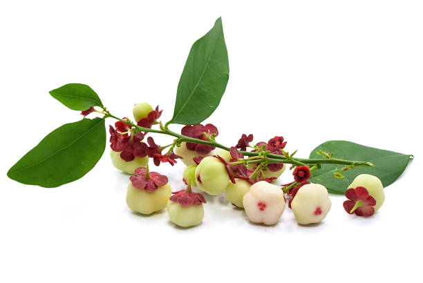 sauropus androgynus isolato su sfondo bianco - gooseberry fruit growth green foto e immagini stock