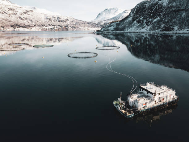 ferme de pêche dans le nord de la norvège dans un fjord à hilleshamn, province de tromso - tromso lofoten and vesteral islands lofoten norway photos et images de collection