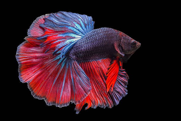 istock Betta fish, siamese fighting fish on black background 1197853157