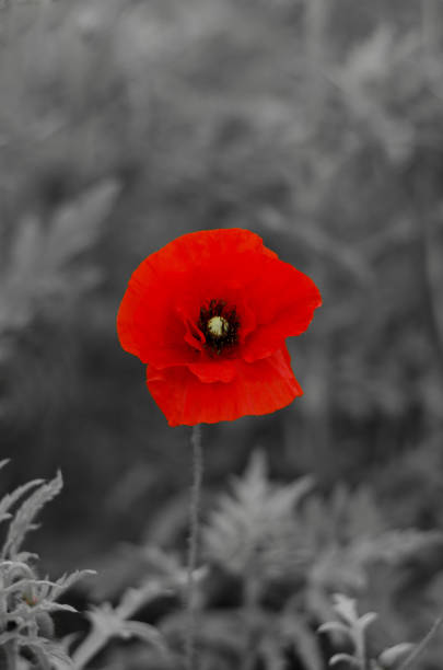 roter mohn blume auf schwarz-weißem hintergrund - poppy field remembrance day flower stock-fotos und bilder