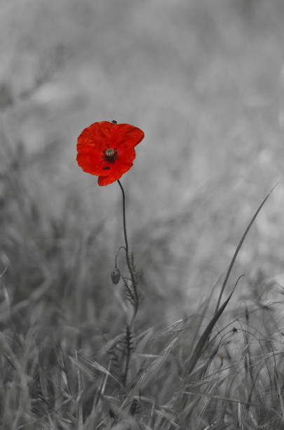 roter mohn blume auf schwarz-weißem hintergrund - poppy field remembrance day flower stock-fotos und bilder