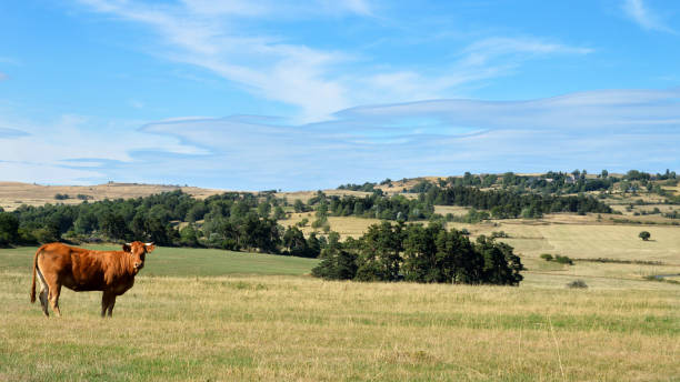 Countryside landscape with a Limousine cow in a meadow in nature