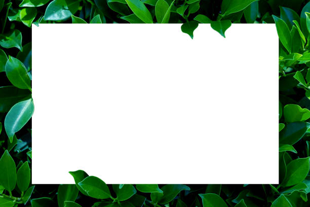 istock top view frame with text area copy space .green leaf with paper card.Blank screen for advertising card or invitation 1197855014