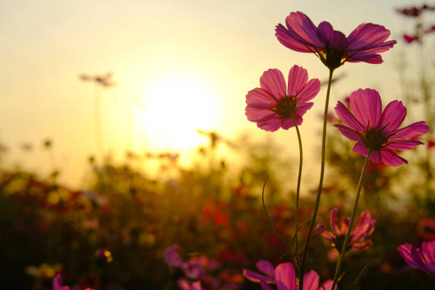 istock Field cosmos flower. where the sun is rising. 1197855829