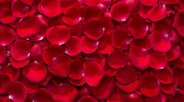 istock Panoramic view of rose petals 1197856205