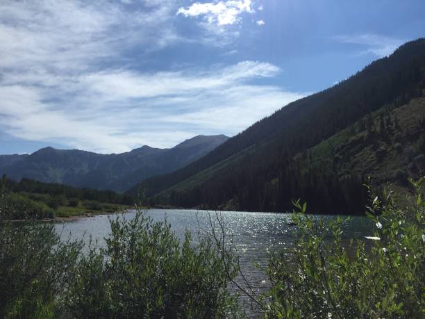 istock Aspen in the summer 1197856426