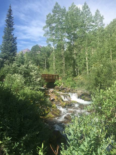 istock Aspen in the summer 1197856554