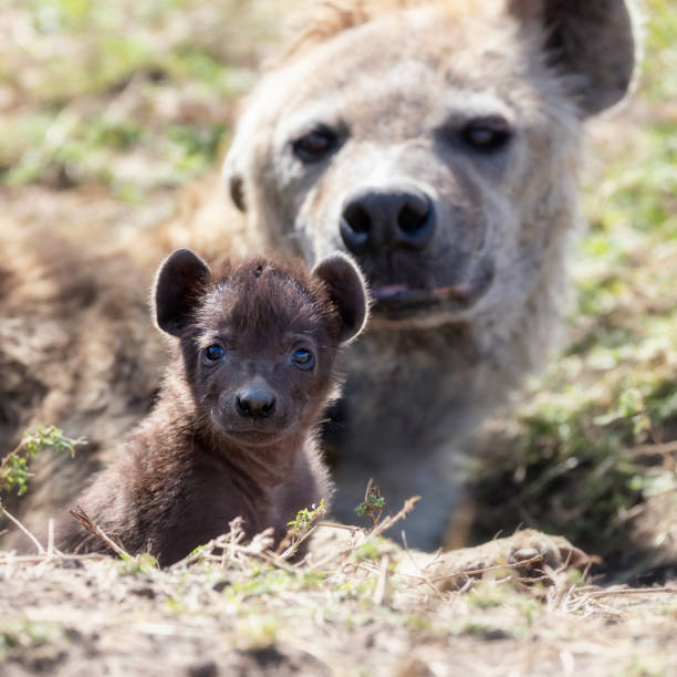 istock Hyena cub and mother 1197856618