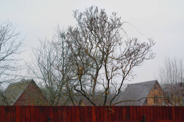 istock Naked trees and houses 1197859453