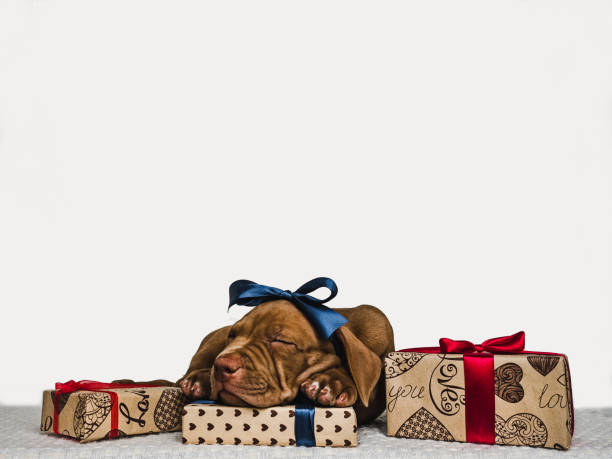 istock Young, charming puppy and a festive box 1197860045