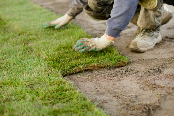 istock New lawn garden 1197862841