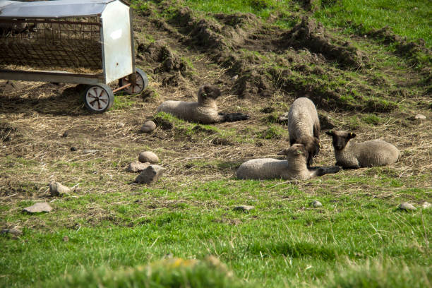 istock Sheep grazing in the meadow 1197863117