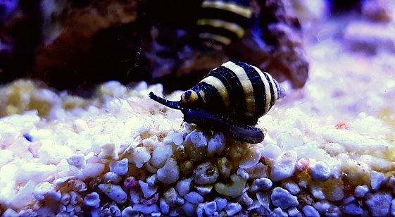 Bumble Bee Snail - ( Engina sp. )