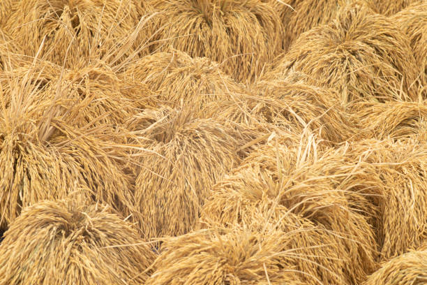 istock Dry paddy rice seed over ground against sunlight 1197865073