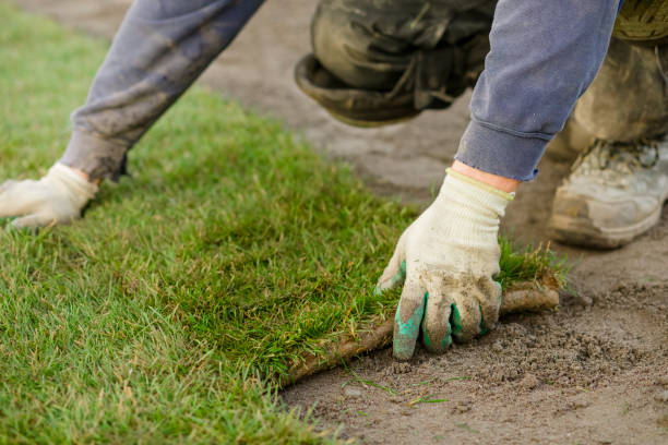 istock New lawn garden 1197865318