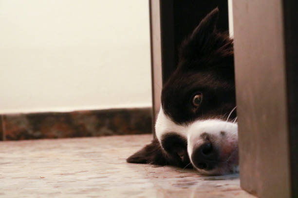 istock Close-up of a border collie 1197866514