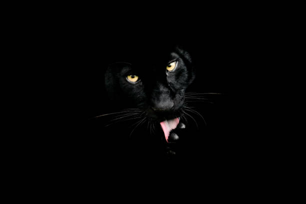 istock Black panther with a black background 1197866620