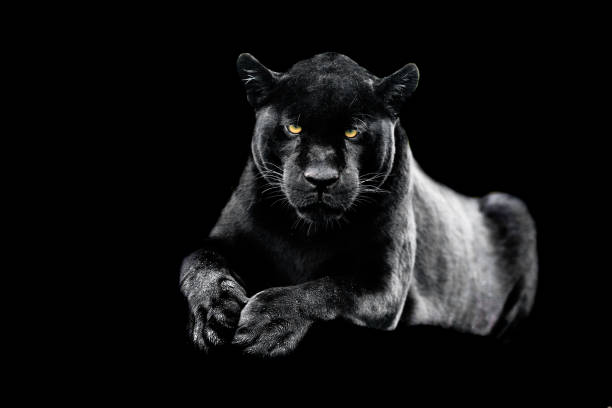 istock Jaguar with a black background 1197866803