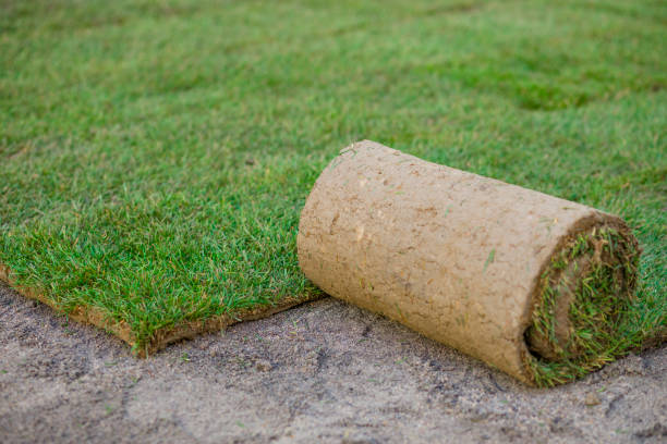 istock Creating a new lawn with rolled grass, lawn with rolled grass 1197868643
