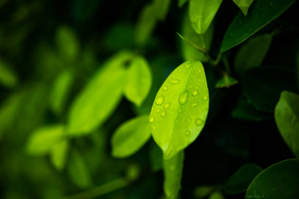 istock Green tea leaves, young shoots that are beautiful 1197868932