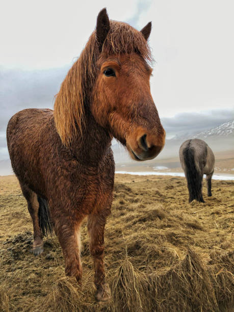 istock Icelandic horses on a meadow in Iceland 1197869004