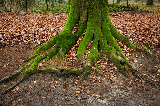 Tree roots covered with green moss