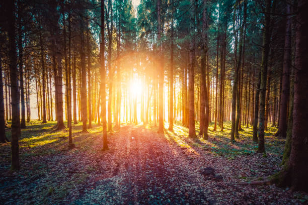 istock Impressive sunset in the forest: Tree trunks, sunbeams, light and shadow 1197870114