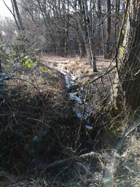 istock rill  crossed the wetforest 1197871199