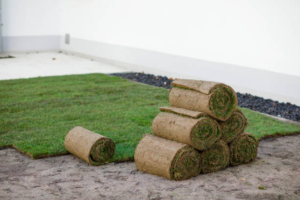 istock Creating a new lawn with rolled grass, lawn with rolled grass 1197872105