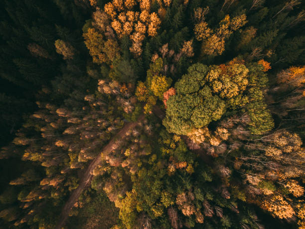 istock Forest road.Autumn colours. Aerial view from a drone. 1197875919