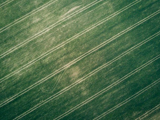 campos de hierba verde adecuados para fondos o fondos de pantalla, paisaje estacional natural. - ariel cisjordania fotografías e imágenes de stock