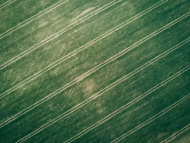 Green grass fields suitable for backgrounds or wallpapers, natural seasonal landscape.Aerial view