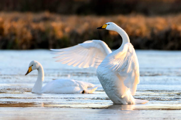 whooper swan in natural habitat. early morning on swamp erens. - whooper swan imagens e fotografias de stock