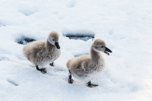 Cute black swan cygnet in the snow