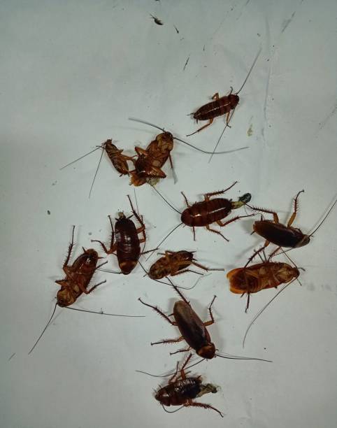 istock Many cockroaches were choked and killed on white 1197877812
