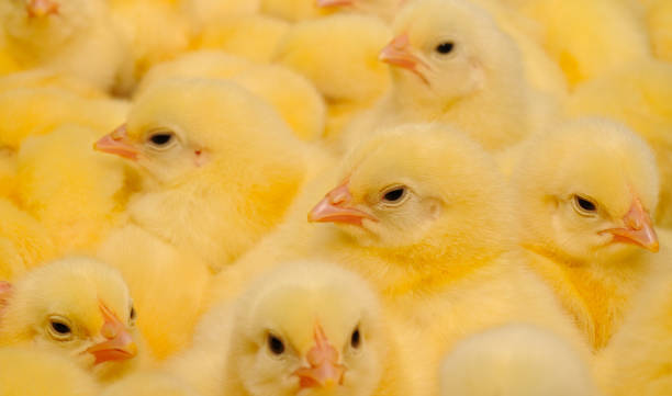 istock A texture of Baby domestic Chickens. 1197877866