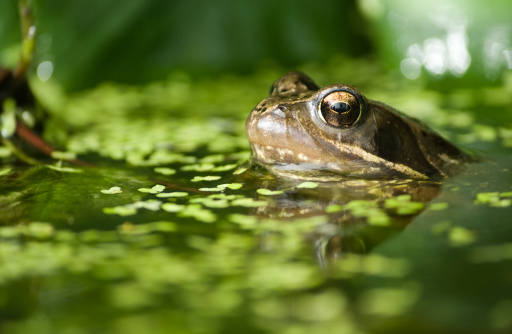 A common frog (UK) in a garden pond, just poking its head above the water.
