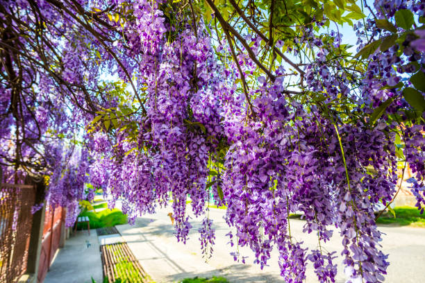 istock Acacia flowers 1197881555