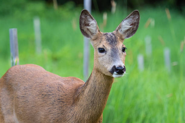 istock Roe deer in grass, Capreolus capreolus. Wild roe deer in nature. 1197881663