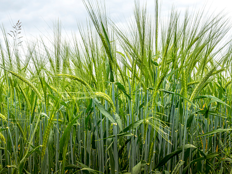 Green Wheat Growing In A Field, cross section