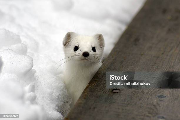 Ermine Stock Photo - Download Image Now - Ermine, Alertness, Animal