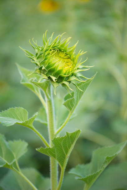 istock Baby Green Sunflower on natural background 1197882893