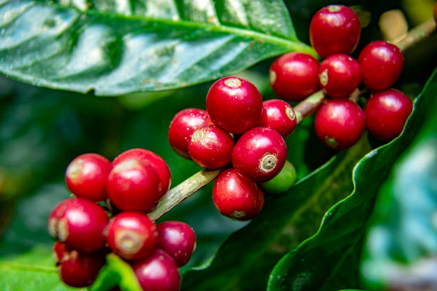 grains de café mûrissant sur l'arbre dans le nord de la thaïlande. cerise au café frais. - cherry tree photos et images de collection