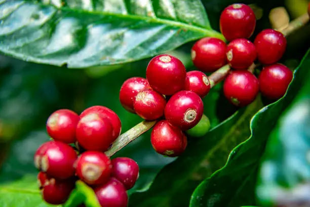 Photo of Coffee beans ripening on tree in North of thailand. fresh coffee cherry.