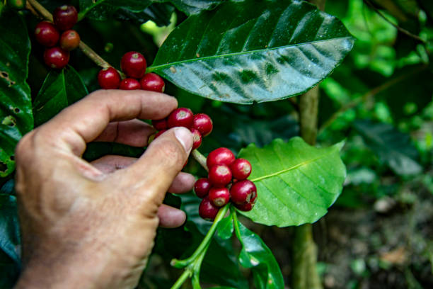 istock farmer picking ripe cherry beans. Coffee farmer picking ripe cherry beans for harvesting. 1197883521