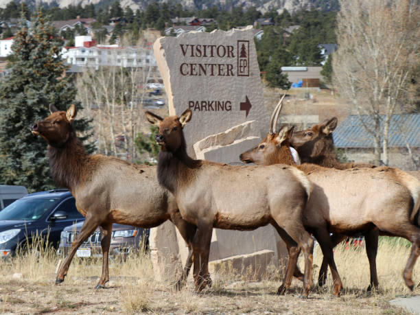 Elk at Estes Park, Colorado Elk about to cross the street at Estes Park, Colorado estes park stock pictures, royalty-free photos & images