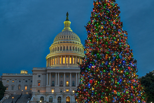 US Capitol building with Christmas tree in foreground at night in Washington DC