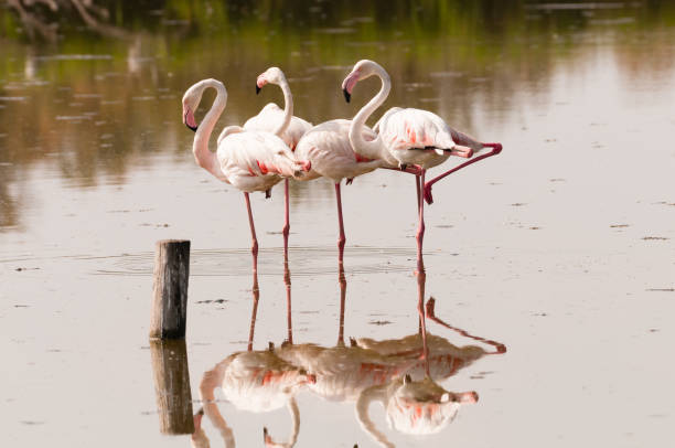 istock Pink flamingos posing 1197884746